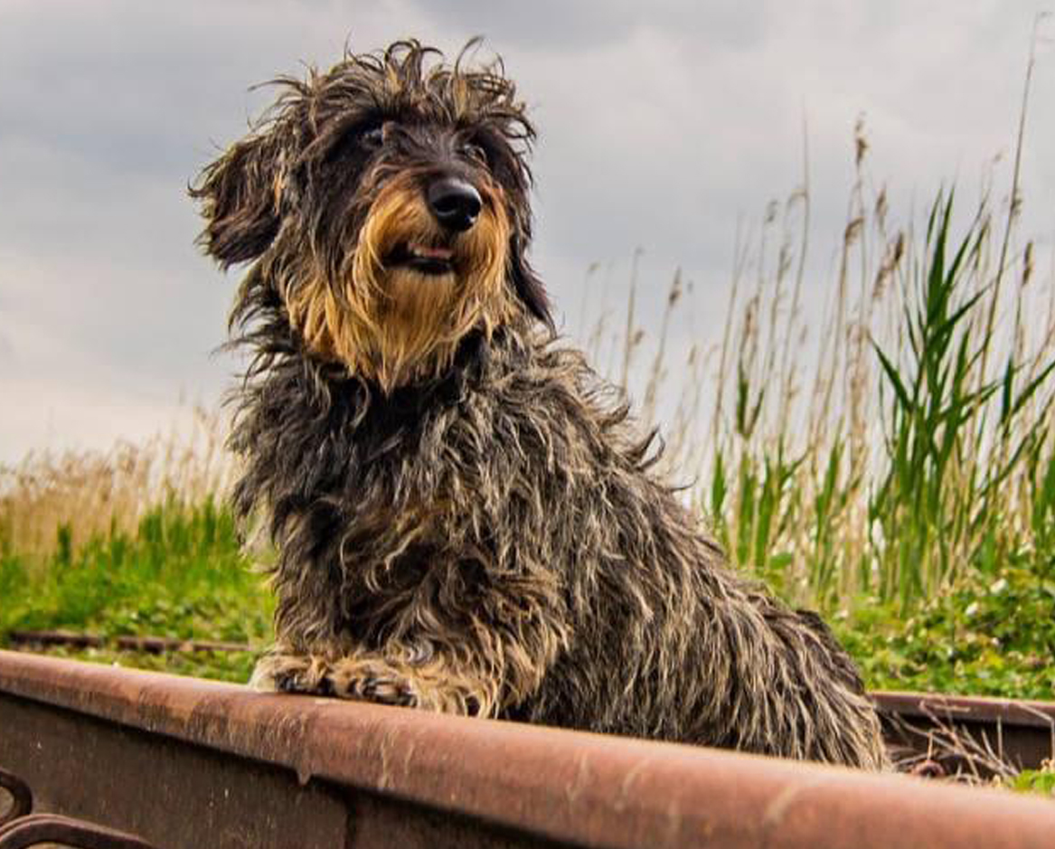 Ollie 2021 Offerkaarsen